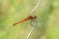 Wild dragonfly Royalty Free Stock Photo