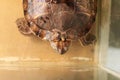 Large red-eared turtle in the aquarium