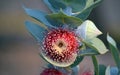 Large red Eucalyptus macrocarpa flower and unopened bud