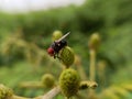 a large red-eyed fly on the top of a flower Royalty Free Stock Photo