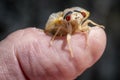 Large red eyes mark the face of a newly emerged 17-year Brood X cicada.