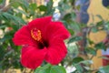 A large red flower called Hibiscus Royalty Free Stock Photo