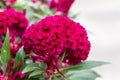 Large red flower Celosia comb. Macro photography of a terry flower, green leaves.