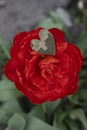 large red flower and heart cut from camouflage military fabric Royalty Free Stock Photo