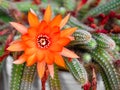 a large red flower with many petals surrounded by the elongated