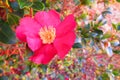 Large Red flower with yellow center on a bushy tree