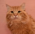 Large red fluffy housecat Royalty Free Stock Photo