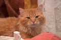 Large red fluffy housecat Royalty Free Stock Photo