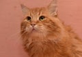 Large red fluffy housecat Royalty Free Stock Photo