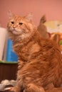 Large red fluffy housecat Royalty Free Stock Photo