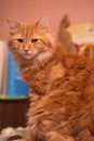 Large red fluffy housecat Royalty Free Stock Photo