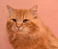 Large red fluffy housecat Royalty Free Stock Photo