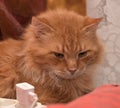 Large red fluffy housecat Royalty Free Stock Photo