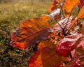 Large red foliage of the bush is covered with dew drops on a sunny day Royalty Free Stock Photo