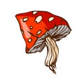 Large red forest mushroom fly agaric. Vector illustration in hand drawn style Royalty Free Stock Photo