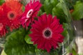Large red gerbera flower in blossom, round flower head with long scarlet petals