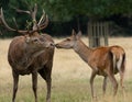 Large red getting intimite with a female deer Royalty Free Stock Photo