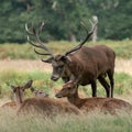 Large red getting intimite with several female deer Royalty Free Stock Photo