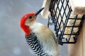 Large red-headed woodpecker