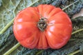 Large red heirloom tomato on a background of Italian Lacinato Nero di Toscana heirloom dinosaur kale