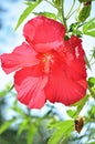 Large, red hibiscus flower on the branch. Royalty Free Stock Photo