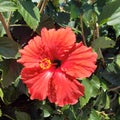 Large red hibiscus tropical flower