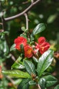 Large red Japanese quince flowers on curved branches. Vertical image.