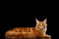 Large Red Maine Coon Cat Lying Isolated on Black Background Royalty Free Stock Photo