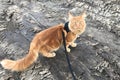 A large red marble Maine Coon cat in a harness Royalty Free Stock Photo