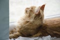 Large red marble Maine coon cat lies and looks out the window