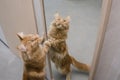 Large red marble Maine coon cat stands next to the mirror