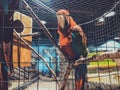 Large red parrot with green, blue and yellow color on it wings. Large Macaw Parrot perched on a multi-branch tree Royalty Free Stock Photo