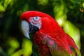 A large red parrot Winged Macaws with a white beak and green feathers