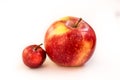 A large red and pink apple with a small paradise apple wild on a white isolated background. A small child of a large apple.