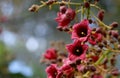 Large red pink bell shaped flowers of the Australian native Clarabelle Kurrajong Brachychiton vinicolor, family Malvaceae