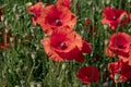 Large red poppies in a green field