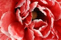 large red poppy bud Royalty Free Stock Photo