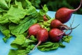 Large Red Radishes on Blue Table