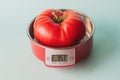 Large red ripe homemade tomato on the scales