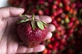 A large red and ripe strawberry on a woman`s palm on the background Royalty Free Stock Photo