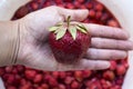 A large red and ripe strawberry on a woman`s palm on the background Royalty Free Stock Photo