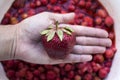 A large red and ripe strawberry on a woman`s palm on the background Royalty Free Stock Photo