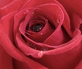 Large red rose with raindrops Royalty Free Stock Photo