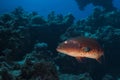 A large Red Sea coralgrouper Plectropomus pessuliferus Royalty Free Stock Photo