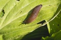 Large Red Slug Arion rufus attack leaf of a flowers. Cause o Royalty Free Stock Photo