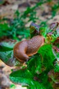 Large red slug or arion rufus eating salad leaves Royalty Free Stock Photo