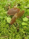 large red slug - garden pest Royalty Free Stock Photo