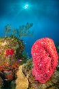 Large Red Soft coral in a tropical reef scene Royalty Free Stock Photo