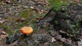 Large red spotted poisonous fly agaric standing in a pine autumn forest close-up Royalty Free Stock Photo