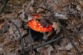 Large red spotted poisonous fly agaric standing in a pine autumn forest close-up Royalty Free Stock Photo